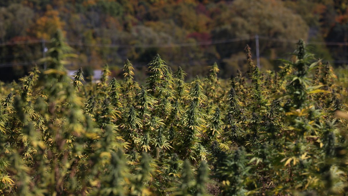 Republicans soften on federal marijuana reform in a shift that could make it a reality 1