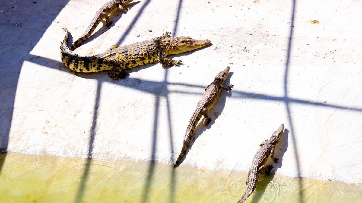 7 people killed after rainstorms in China and 70 crocodiles on the loose – NBC Los Angeles - Vimarsana News