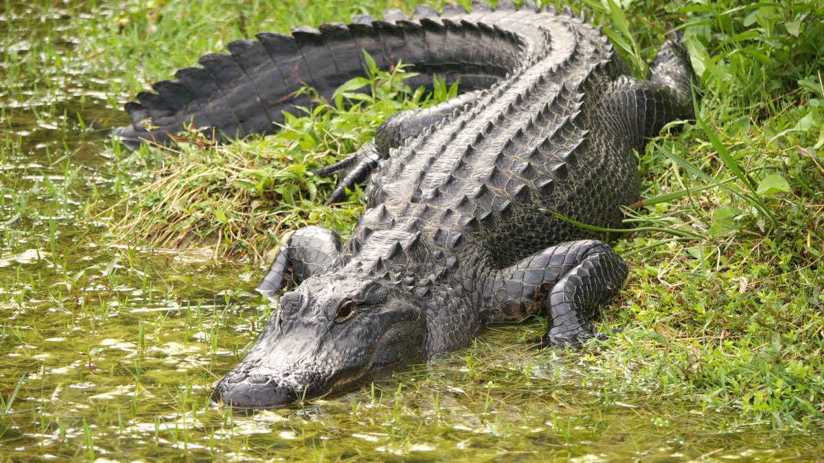 13-foot alligator spotted with human remains in its mouth in Florida ...