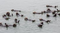 Splash: Sea Otter Awareness Week celebrates the crucial roles the ocean critters play
