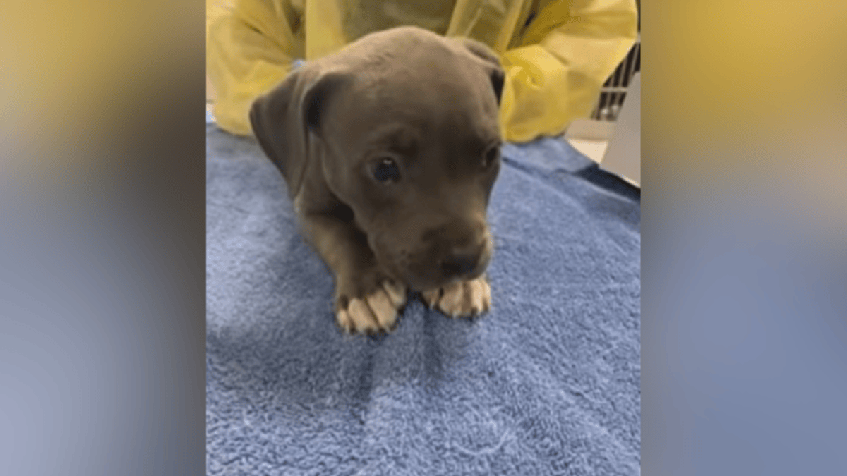 Irvine police give puppy Narcan to counter fentanyl – NBC Los Angeles - Vimarsana News
