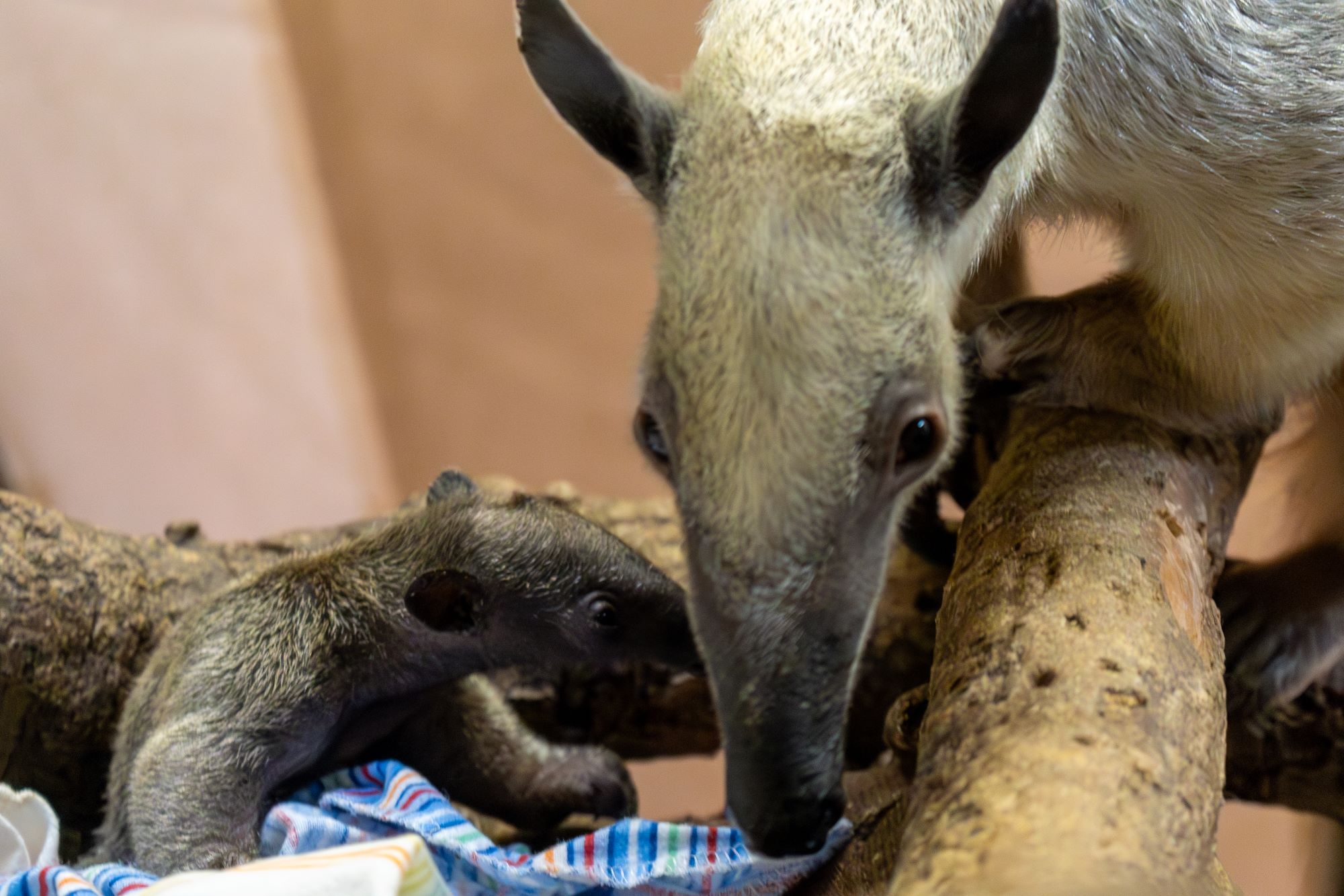 San Diego Zoo's Names Tamandua Pup After Padres Super Star – NBC 7