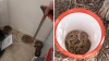 Pest controller removes 20 rattlesnakes from a home in Arizona: ‘The most snakes we've ever gotten'