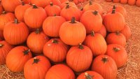 Mr. Jack O'Lantern's, those playful pumpkin-packed places, are rolling into town