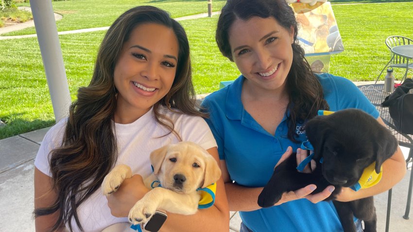 LA Dodgers' special night for dogs and their owners, 'Pups in the