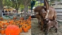 Things to do this weekend: Fall Harvest Festival at Underwood Family Farms begins