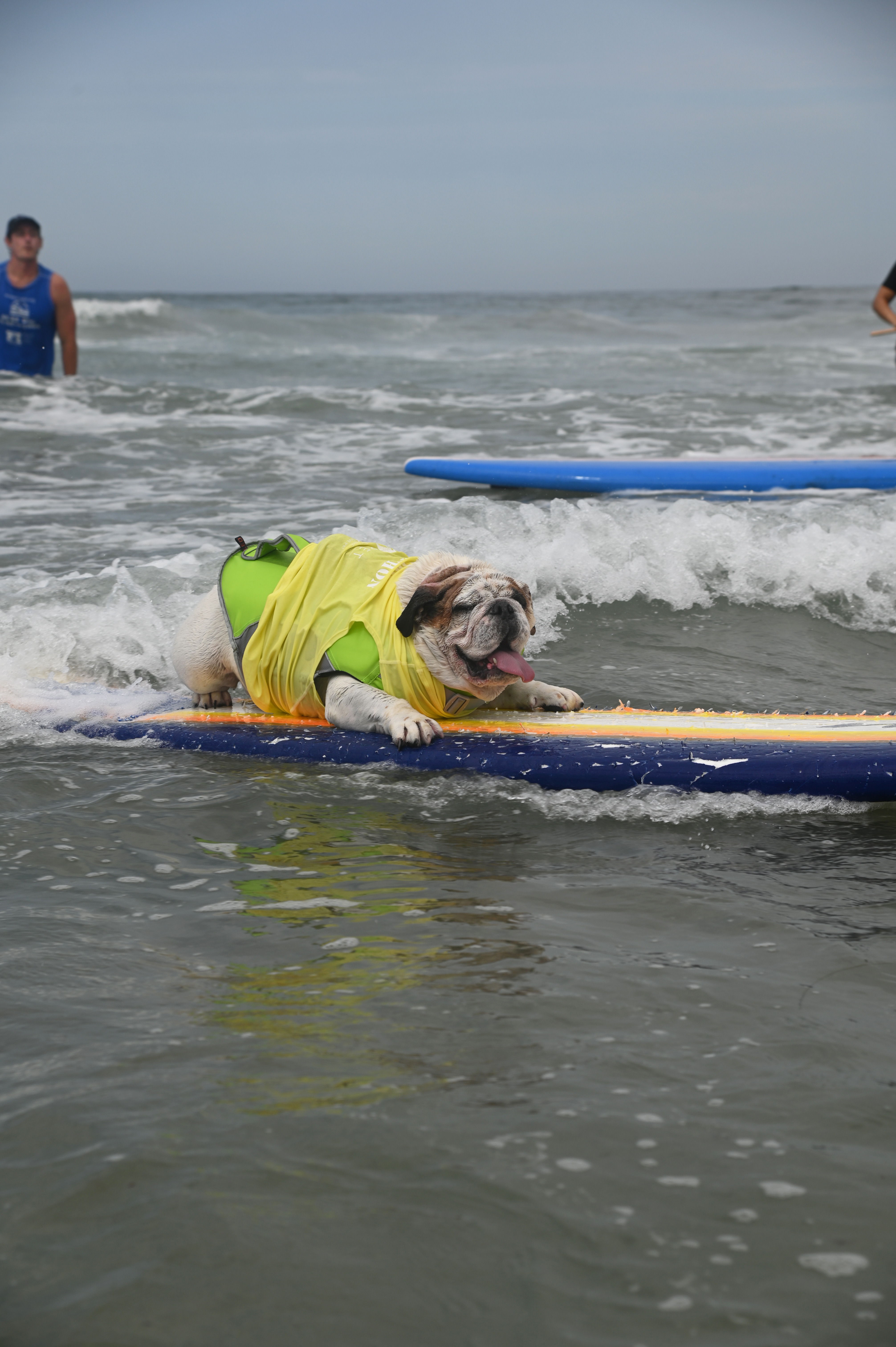 Photos: Dogs get tubular at 18th annual Surf Dog Surf-A-Thon at Del Mar Dog Beach