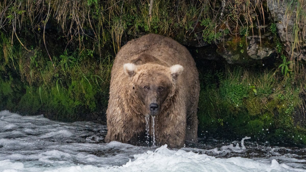 Single mother ‘thicker than a bowl of oatmeal’ wins Alaska’s Fat Bear