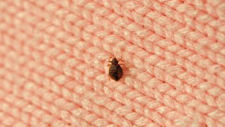 real bed bug on wool knitwear, good details on enlarge view