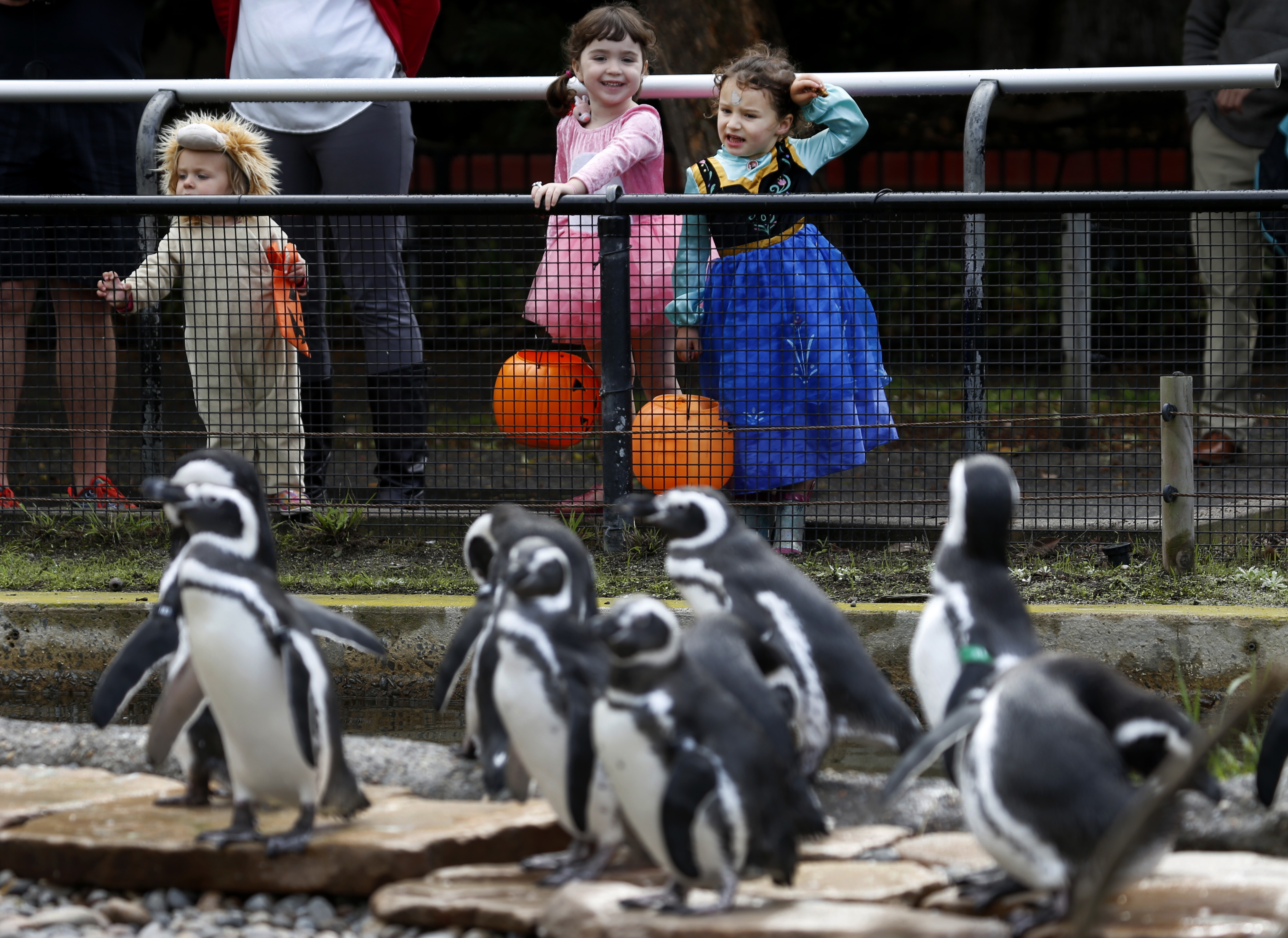 Halloween programs at zoos and botanical gardens are a hit, and an opportunity – NBC Los Angeles - Vimarsana News