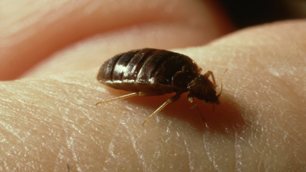 Concern for bedbugs rise in France ahead of 2024 Summer Olympics – NBC Los Angeles - Vimarsana News