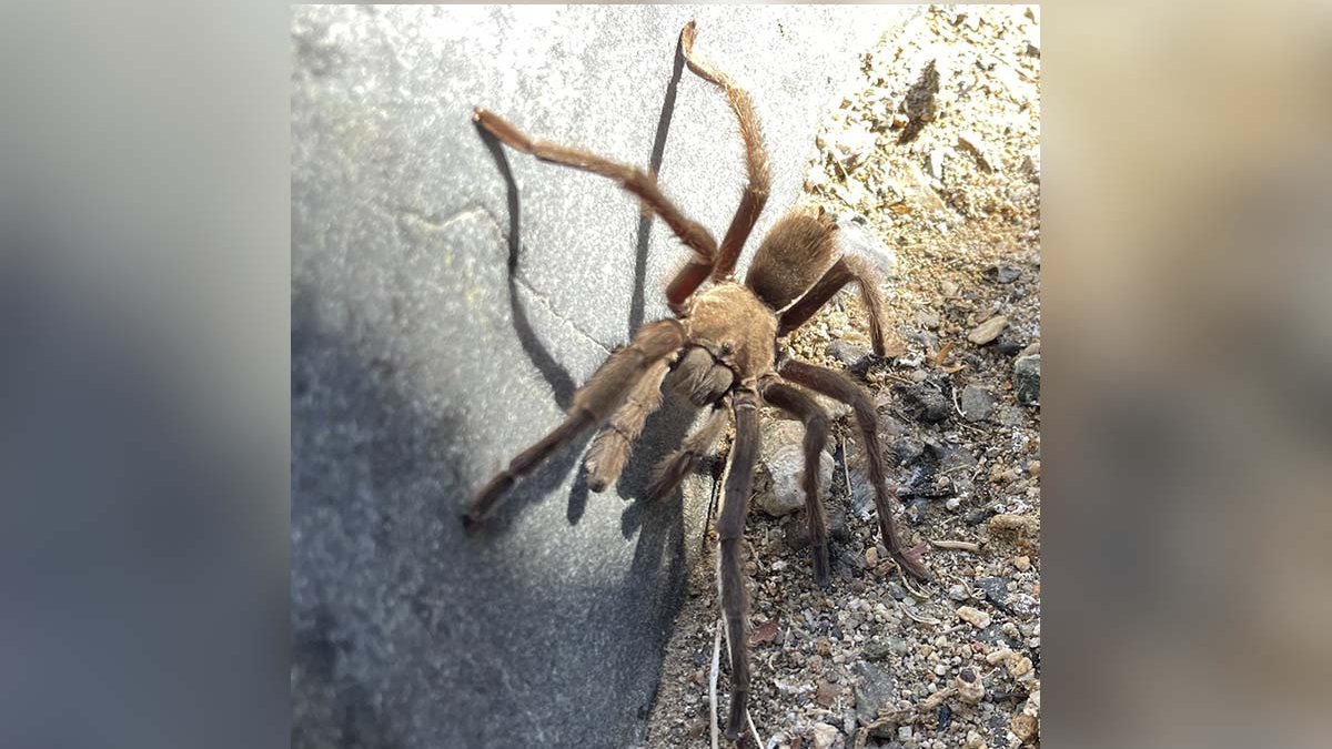 Giant spiders all over San Diego. Here's why – NBC 7 San Diego