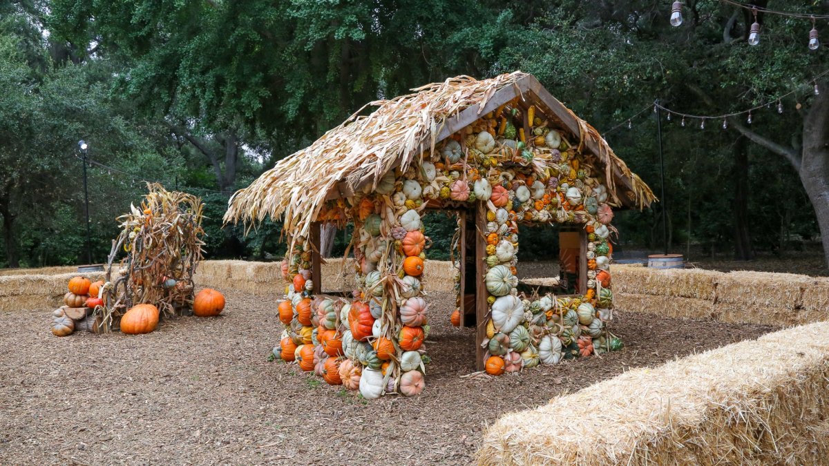 The Pumpkin House, a seasonal staple, is charming visitors at Descanso Gardens - Vimarsana News