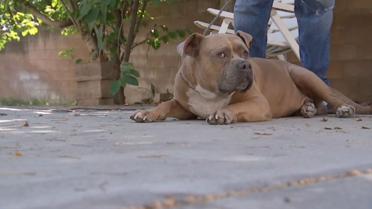 Pit bull scraps with wild animal in Burbank backyard – NBC Los Angeles