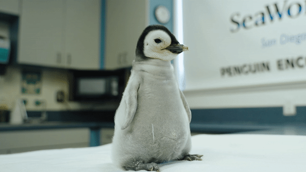 SeaWorld names its adorable Emperor penguin chick – NBC Los Angeles - Vimarsana News