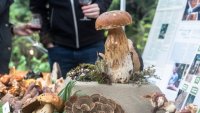 Fall gets even autumn-ier around Mendocino County as mushrooms take center stage