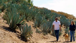 Leo Ortega and his wife walk around their property, surrounded by blue agave plants, in Murrieta, Calif., Tuesday, Oct. 17, 2023. Ortega started growing blue agave plants on the hillsides of his Southern California home because his wife liked the way they looked. Today, his property is littered with what some say could be a promising new crop for water-challenged California. (AP Photo/Damian Dovarganes)