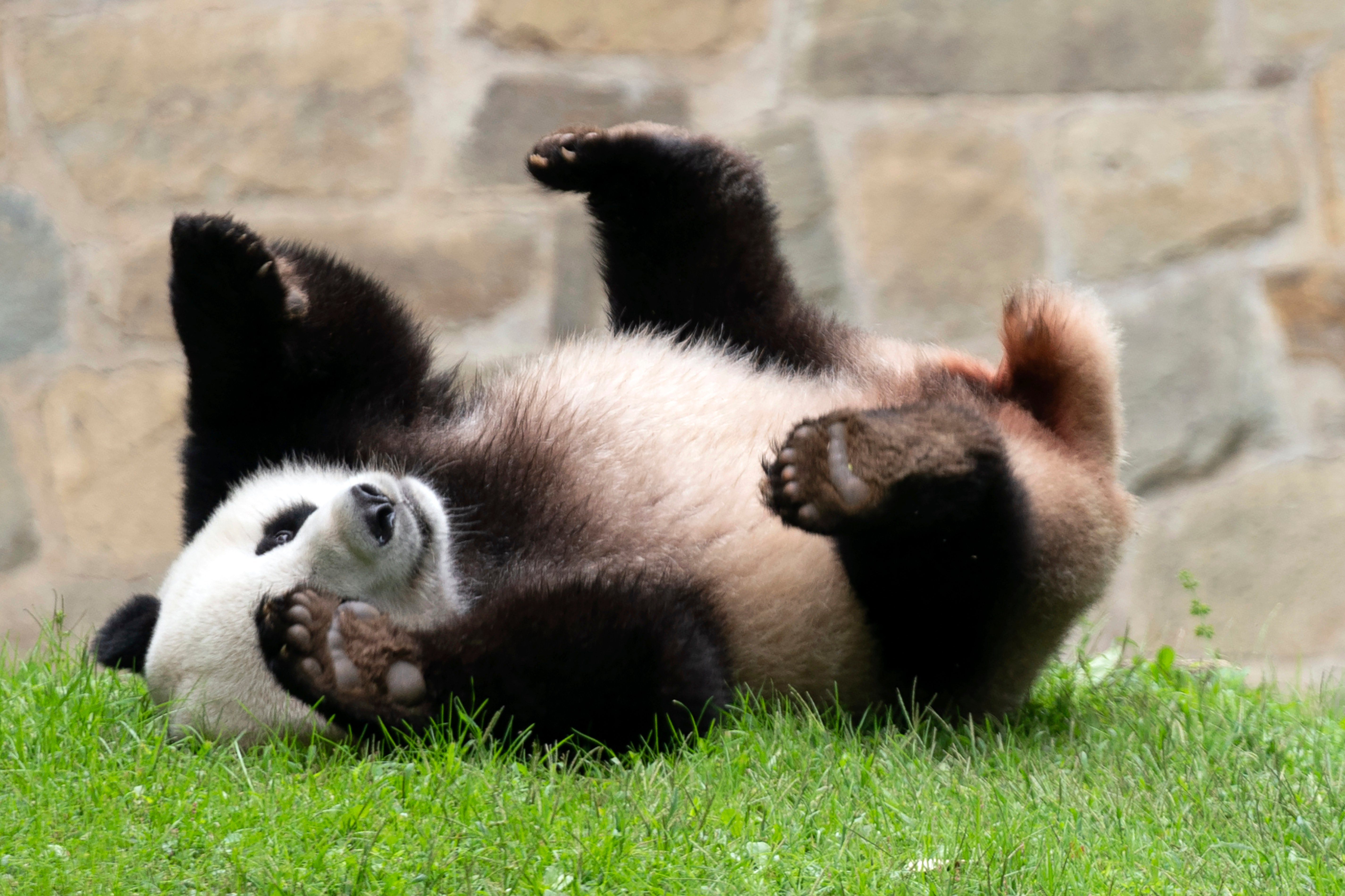 Where to see pandas in the US and around the world - Vimarsana News