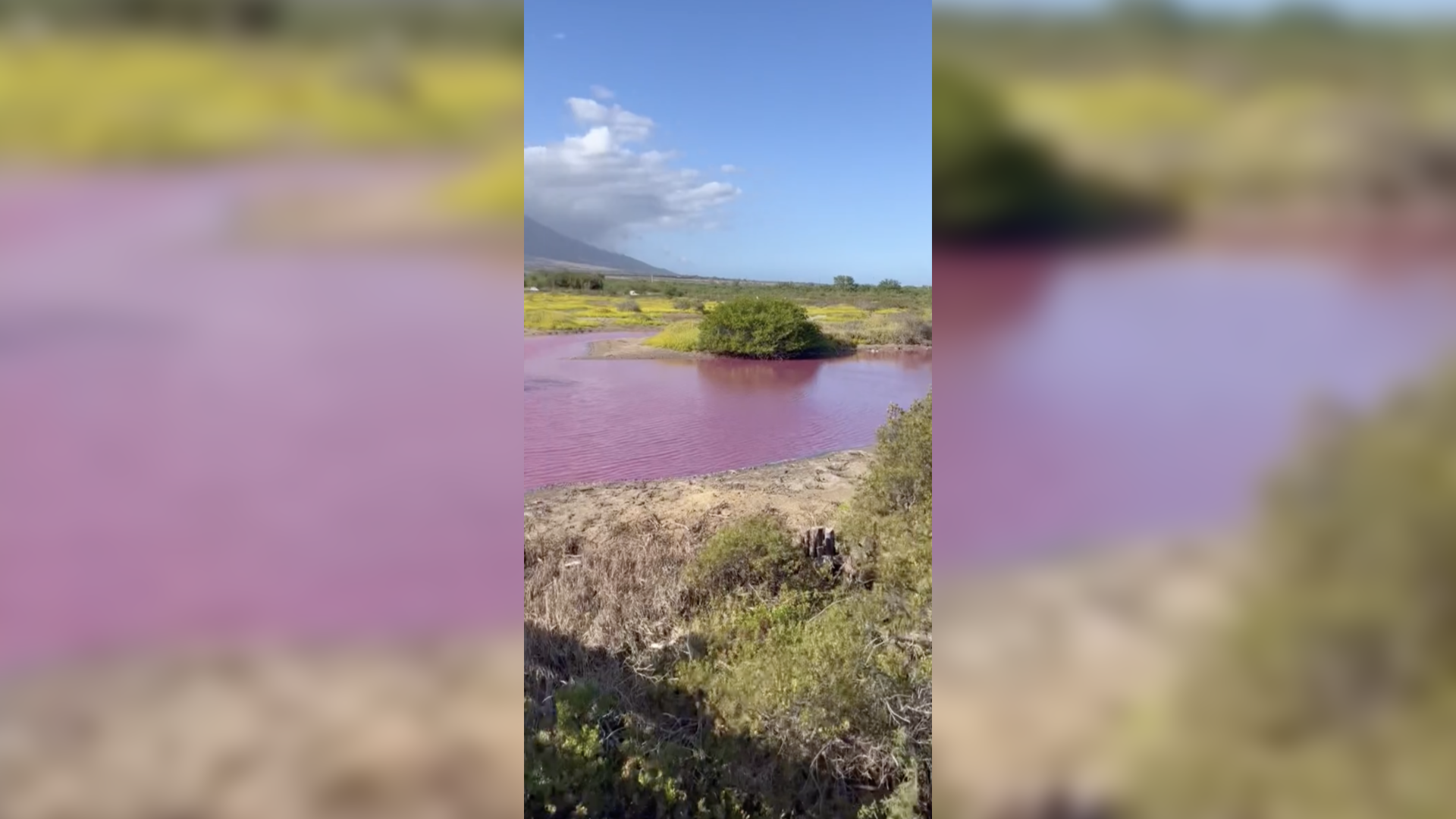 Wildlife refuge pond in Hawaii mysteriously turns bright pink