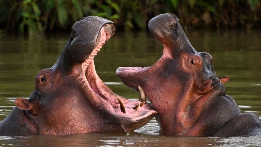 Hippos -- descendants from a small herd introduced by drug kingpin Pablo Escobar -- are seen