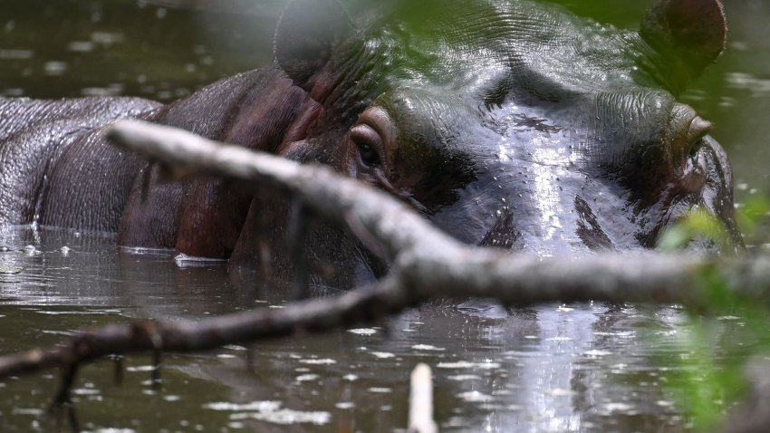 A hippo — descendant from a small herd introduced by drug kingpin Pablo Escobar — is seen in the wild in a lake near the Hacienda Napoles theme park, once the private zoo of Escobar, in Doradal, Antioquia Department, Colombia, on April 19, 2023. – Colombia is making progress on the transfer of 70 hippos to overseas sanctuaries in Mexico and India, but mitigating the havoc caused by this unusual legacy of deceased drug lord Pablo Escobar carries a hefty price tag: $3.5 million. The cocaine baron brought a small number of the African beasts to Colombia in the late 1980s, but after his death in 1993 the animals were left to roam freely in a hot, marshy area of Antioquia department, where environmental authorities have been helpless to curb their numbers which now stand at more than 150 animals. (Photo by Raul ARBOLEDA / AFP) (Photo by RAUL ARBOLEDA/AFP via Getty Images)