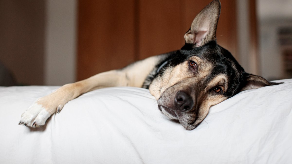 Pet safety tips for the holiday season – NBC Los Angeles - Vimarsana News