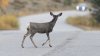 LA County Supervisor Janice Hahn calls on Gov. Newsom to stop Catalina deer eradication