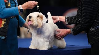 Perro en exposición canina nacional.