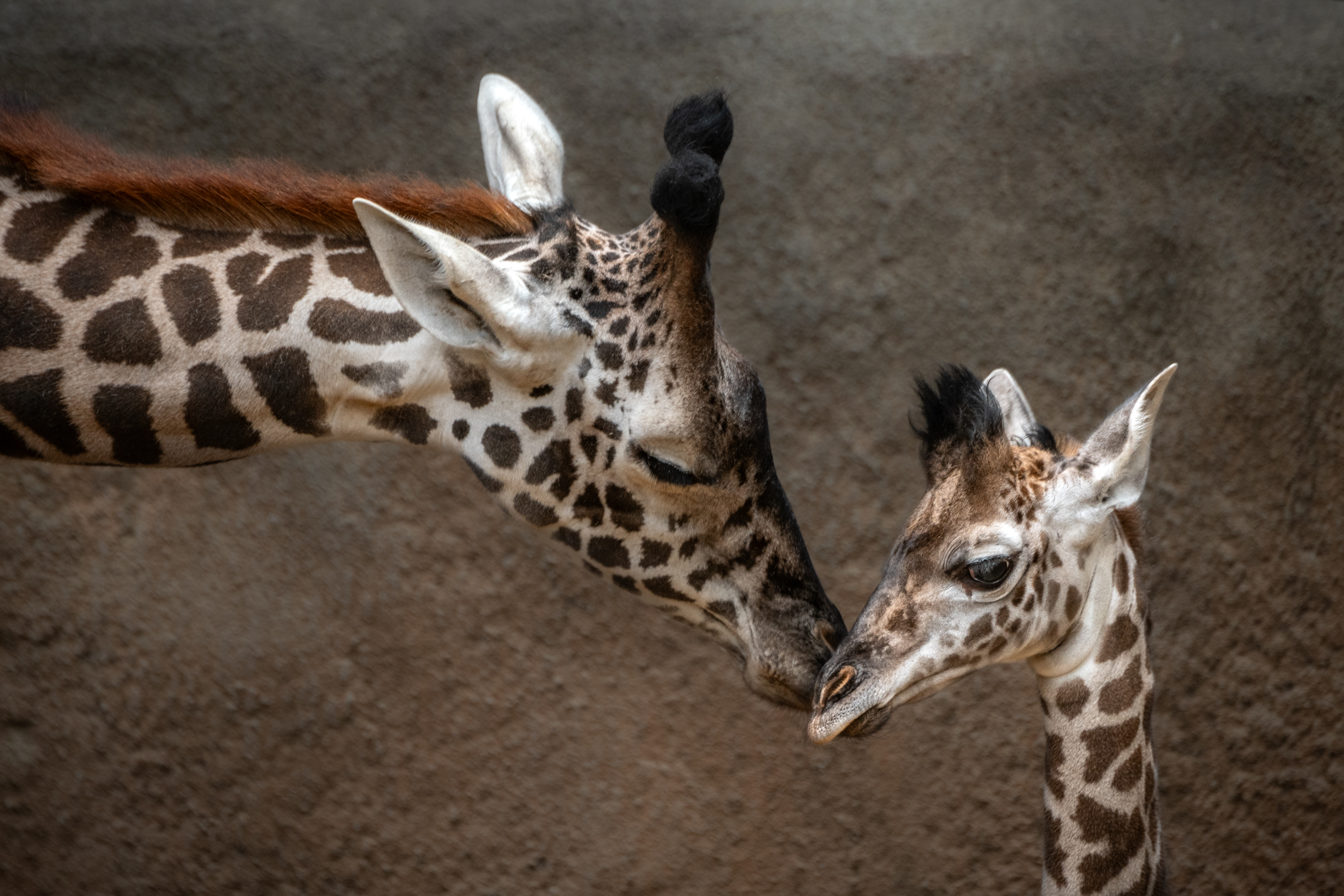 Baby Masai giraffes are winning hearts at LA Zoo and Santa Barbara