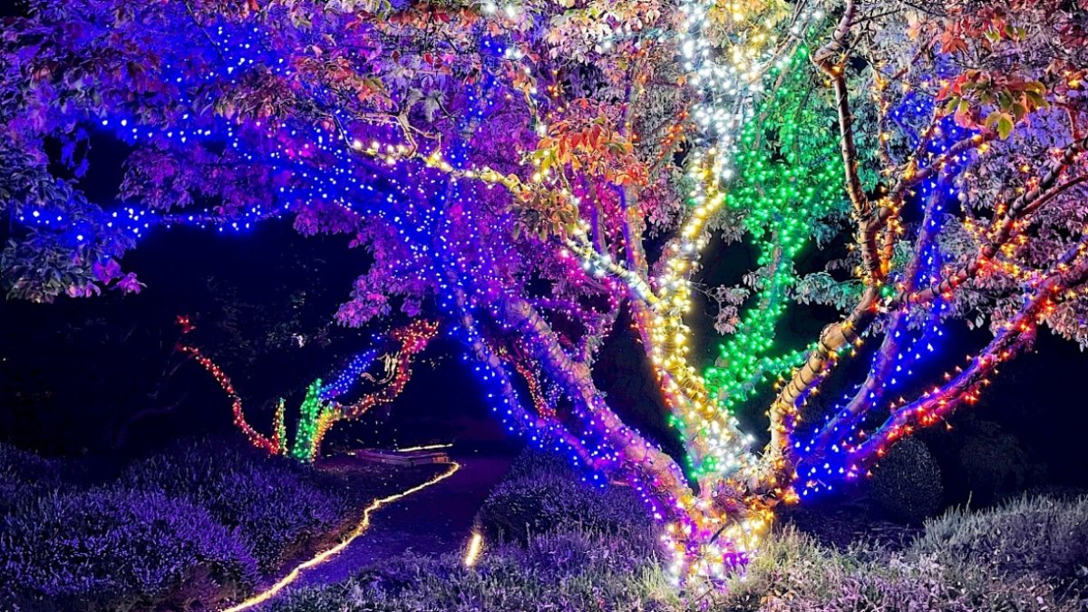 Alight among the lights of an ocean-close garden in magical Mendocino County - Vimarsana News