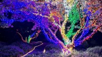 Alight among the lights of an ocean-close garden in magical Mendocino County