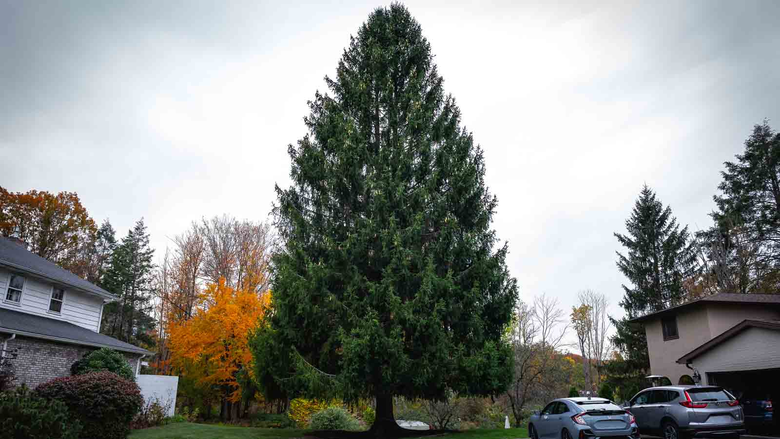 Who donated the Rockefeller Center Christmas tree? NBC Los Angeles