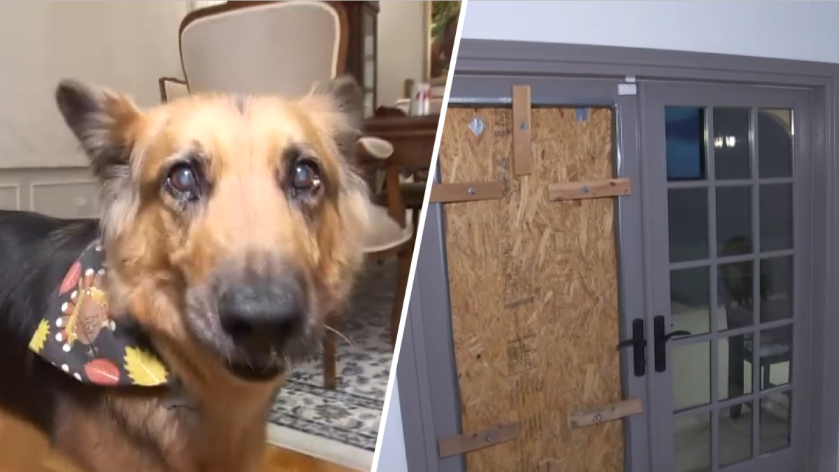 Family dog pepper sprayed, Woodland Hills home ransacked by burglars - Vimarsana News