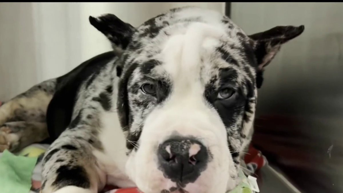 Dog dumped at Pomona animal shelter NBC Los Angeles