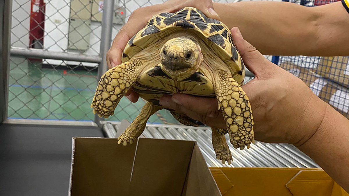 Police seize hundreds of animals during trafficking stings worldwide: Interpol – NBC Los Angeles - Vimarsana News