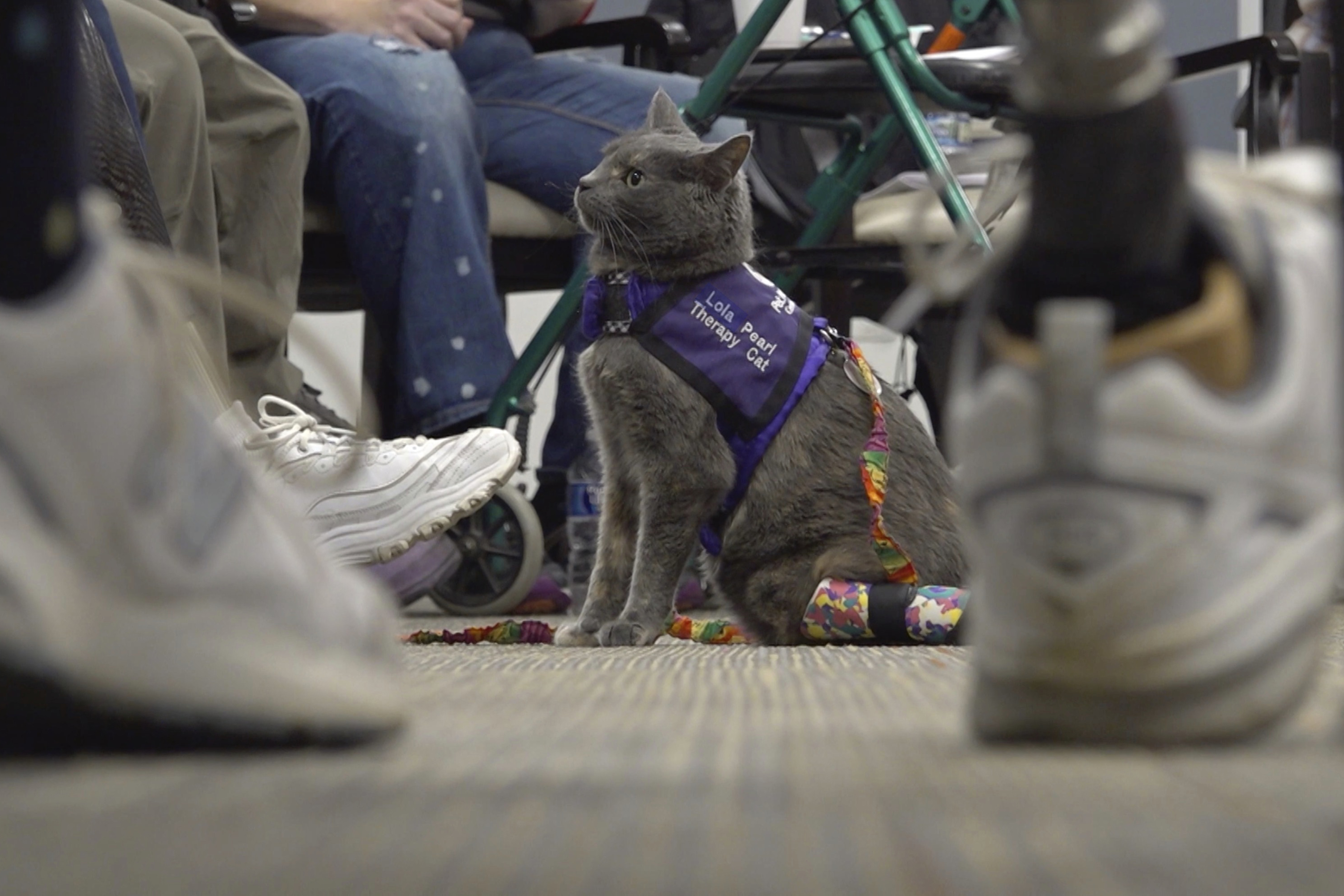 Cat and owner share amputee journey; help others through animal therapy – NBC Los Angeles - Vimarsana News