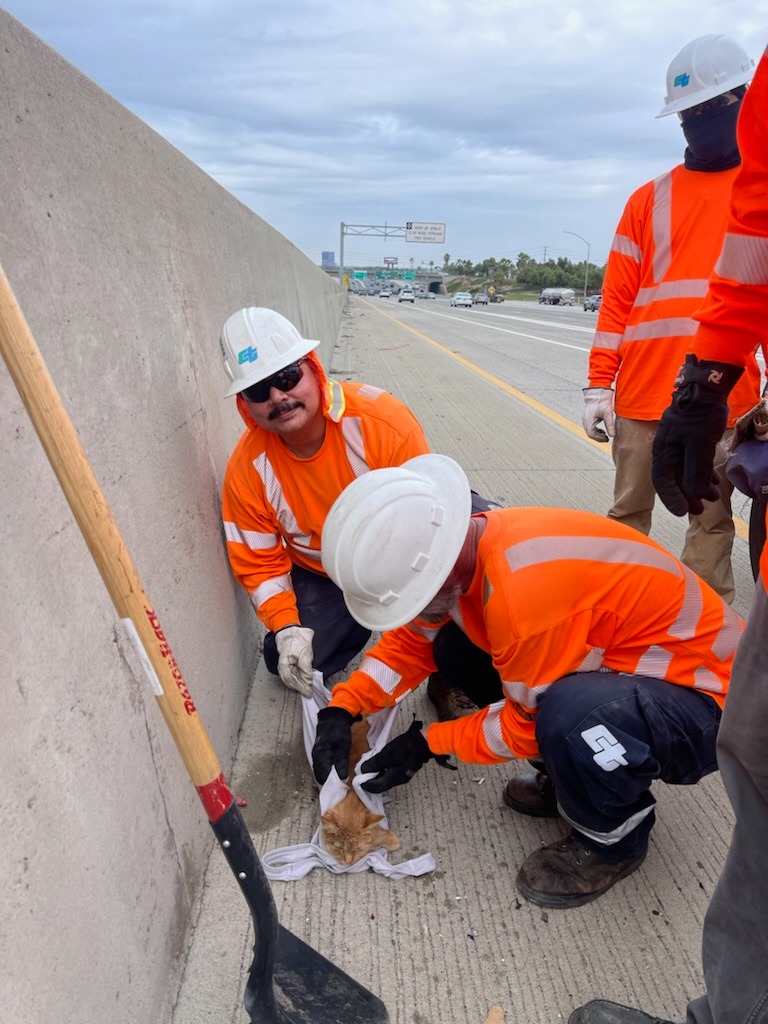 Caltrans employees rescue a cat they found on the 5 Freeway in Orange County.