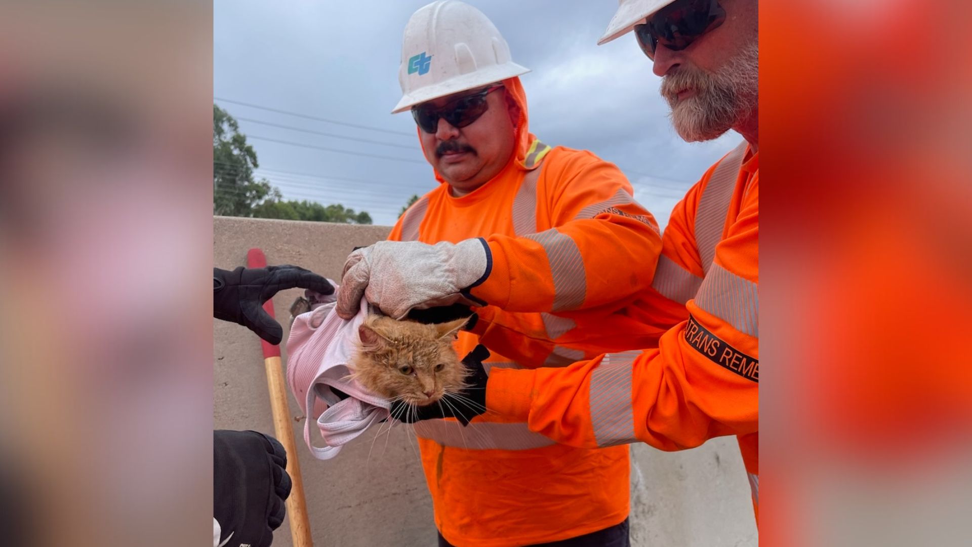 Caltrans employees rescued a cat that was discovered on the 5 Freeway in Orange County.