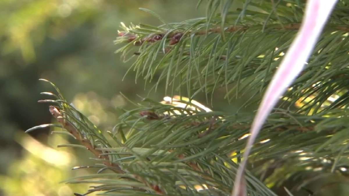 Where can you recycle Christmas trees in LA? NBC Los Angeles