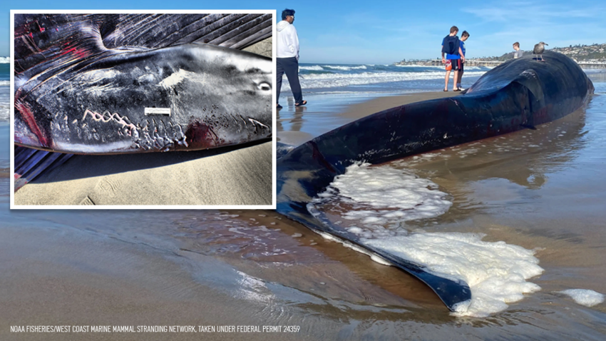 Photos provided by NOAA show what are known as "rake marks" on a fin whale that washed up on Pacific Beach on Dec. 10.