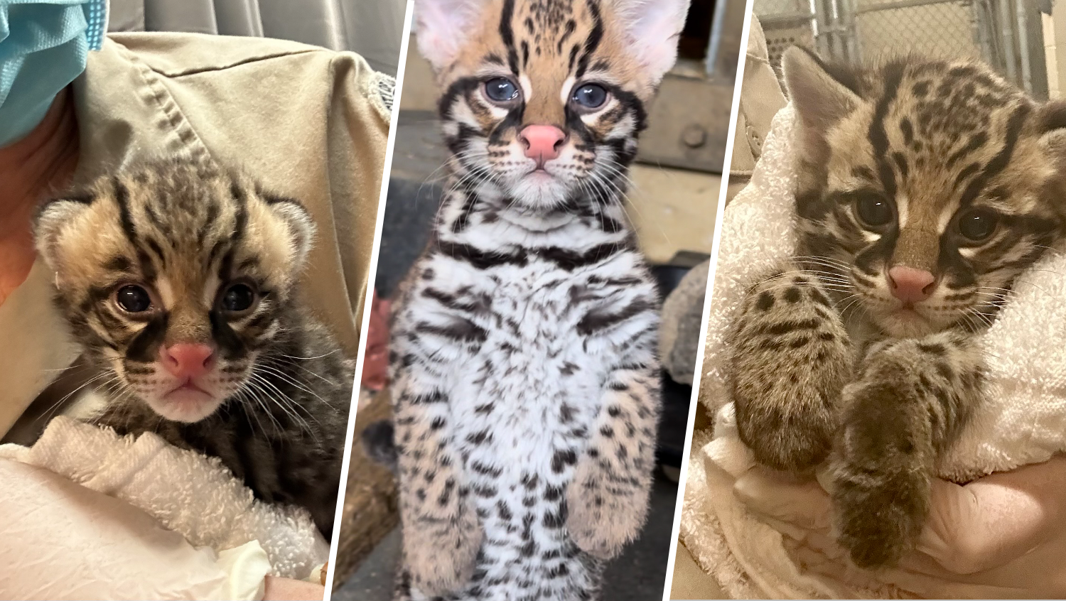 Ocelot online cat cost