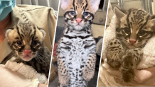 Three pictures of an ocelot kitten born Sept. 12, 2023 at the Los Angeles Zoo.