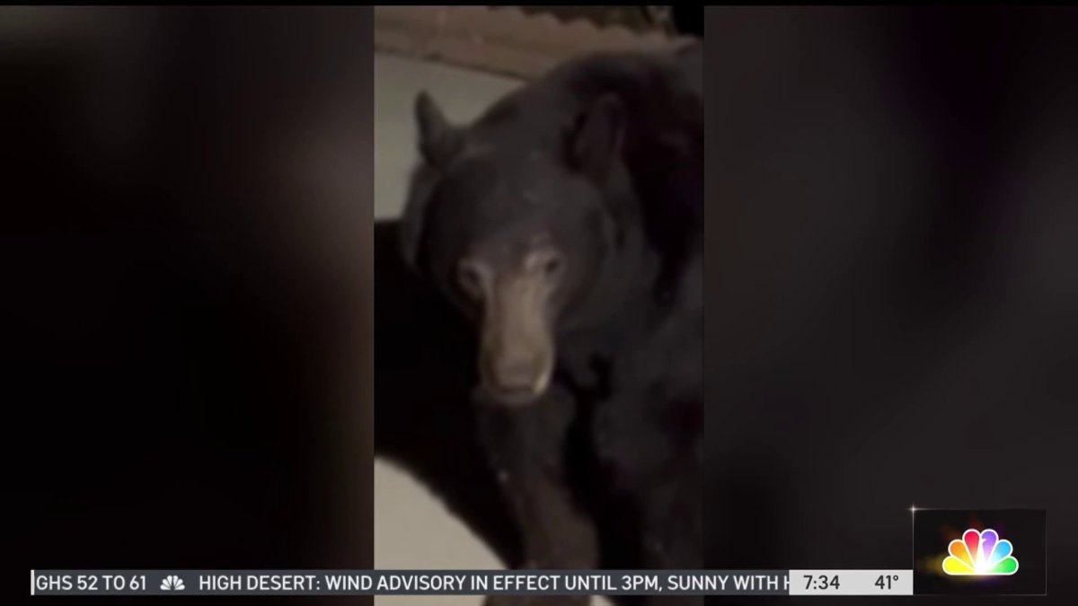 Bear Caught On Camera In Basement Of Monrovia Home Nbc Los Angeles