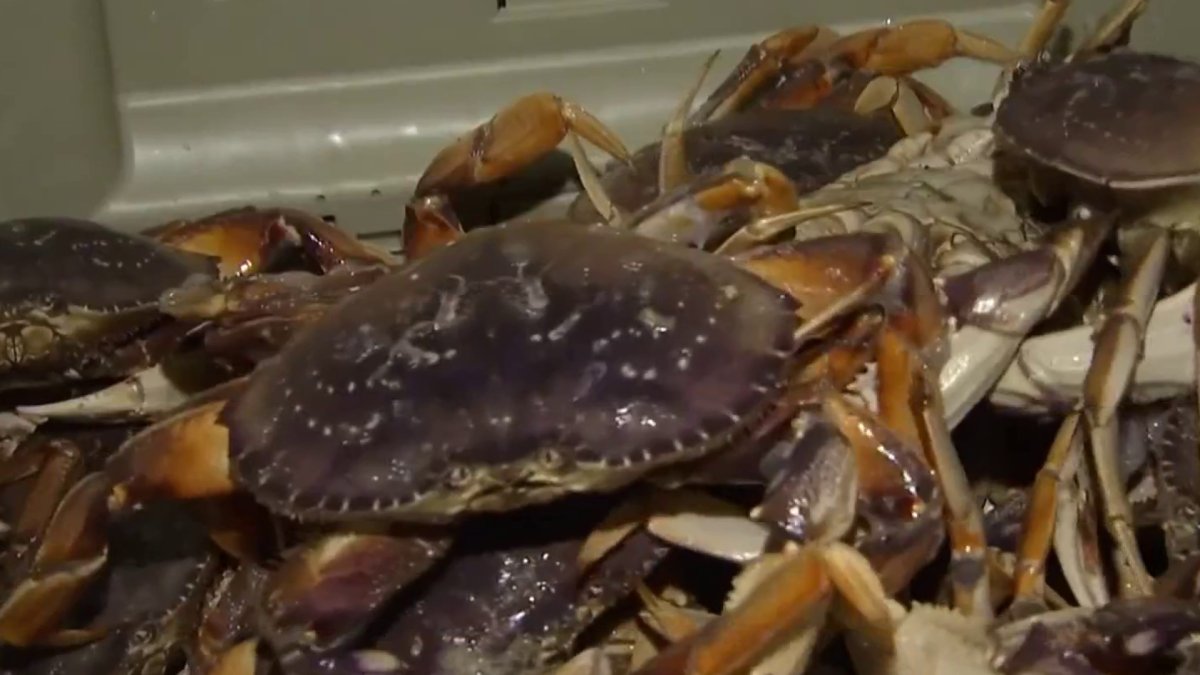 Bay Area’s commercial Dungeness crab season opens after delay NBC Los