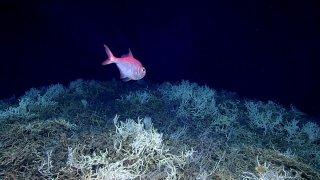In this image provided by NOAA Ocean Exploration, an alfonsino fish swims above a thicket of Lophelia pertusa coral during a dive on a cold water coral mound in the center of the Blake Plateau off the southeastern coast of the U.S., in June 2019.