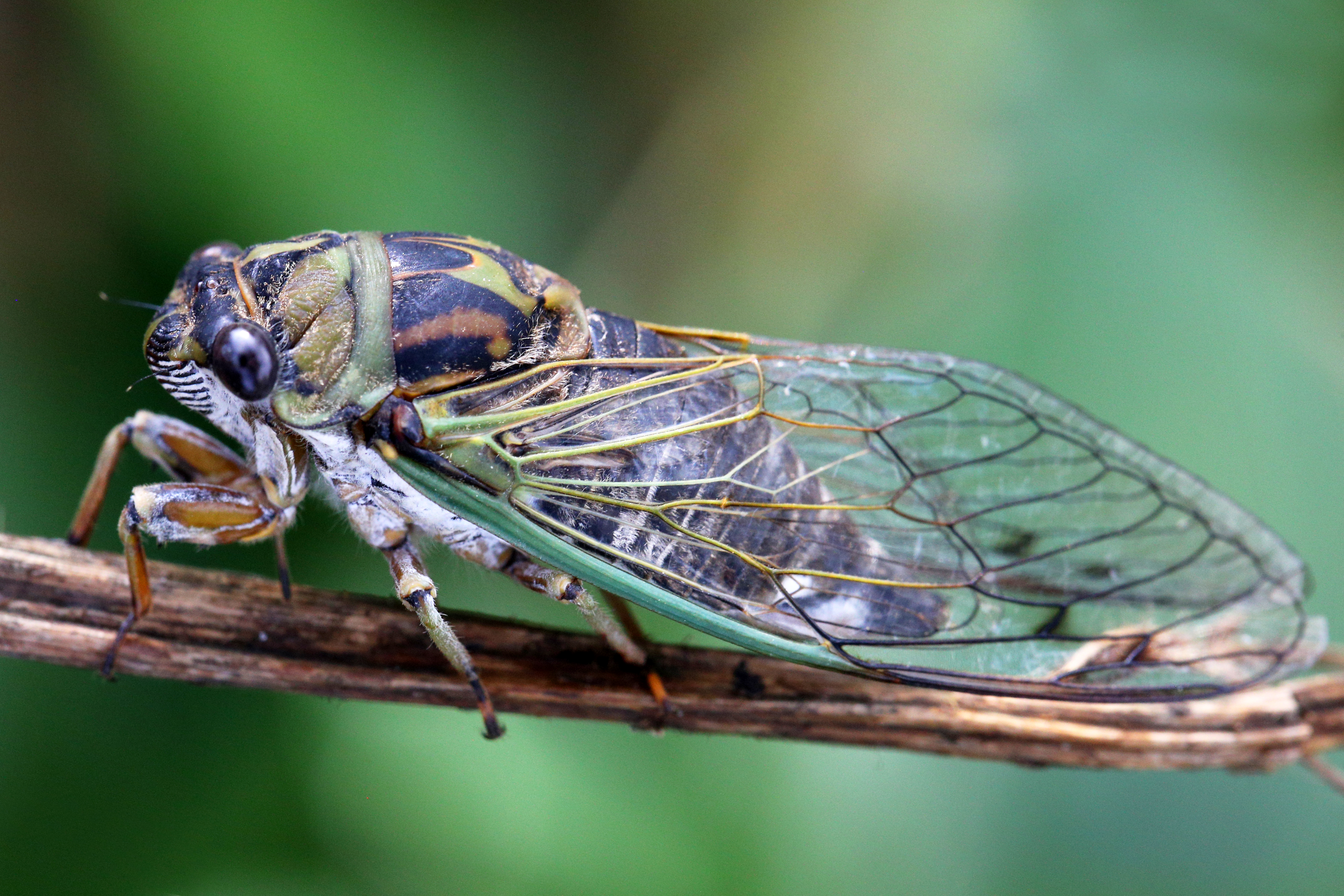 Billions of cicadas will emerge in the US this year in a rare