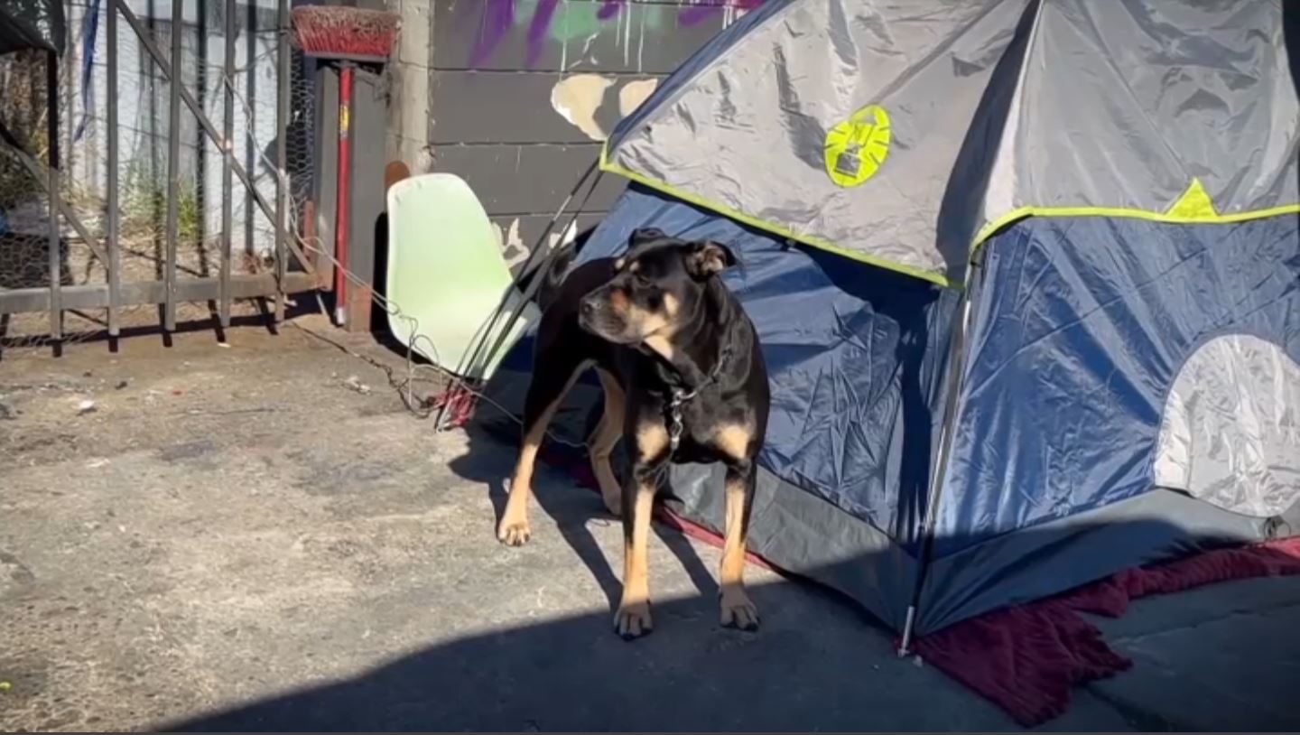 L.A. shelters turn away animals, residents complain - Los Angeles Times