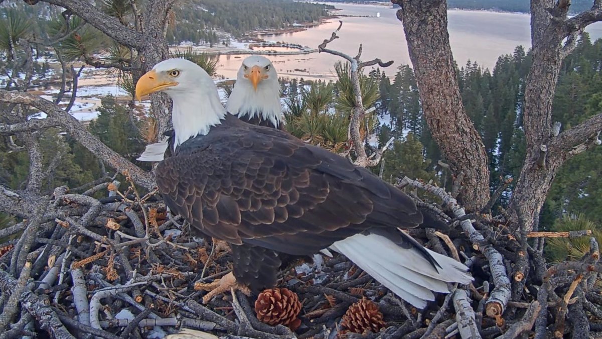 The famous Big Bear eagles have been busy; now fans await the nest of ...