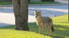 Torrance adopts new approach to coyotes, ends routine trapping