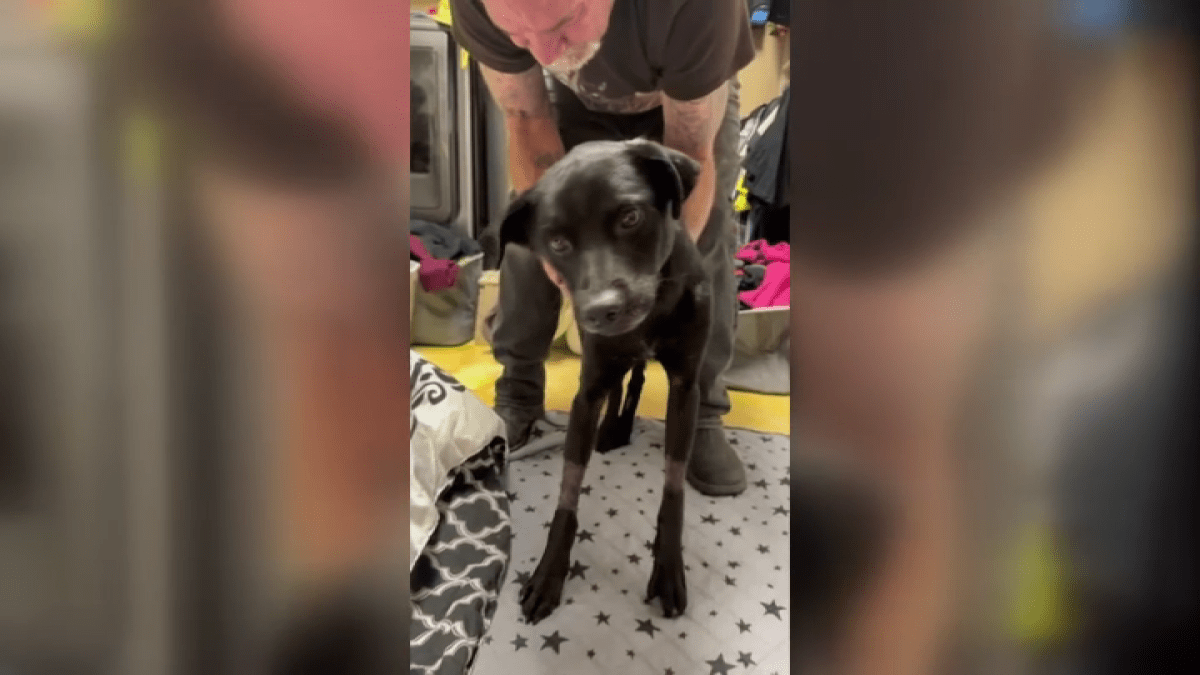 Pup gets new chance at life after being rescued from freeway in Jurupa Valley